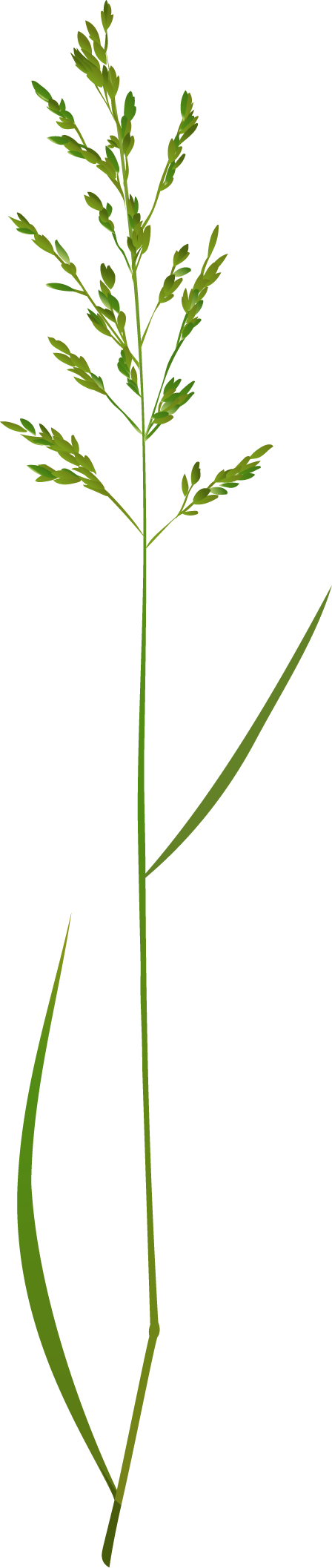 Meadow grass, rough-stalked